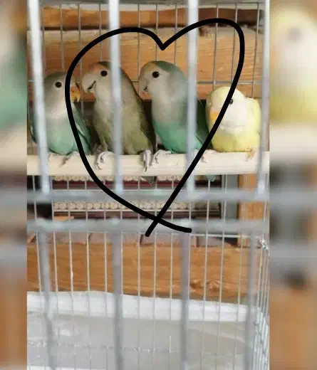 جفت مولد طوطی برزیلی، کوتوله برزیلی، طوطی|پرنده|پردیس, فاز ۲|دیوار