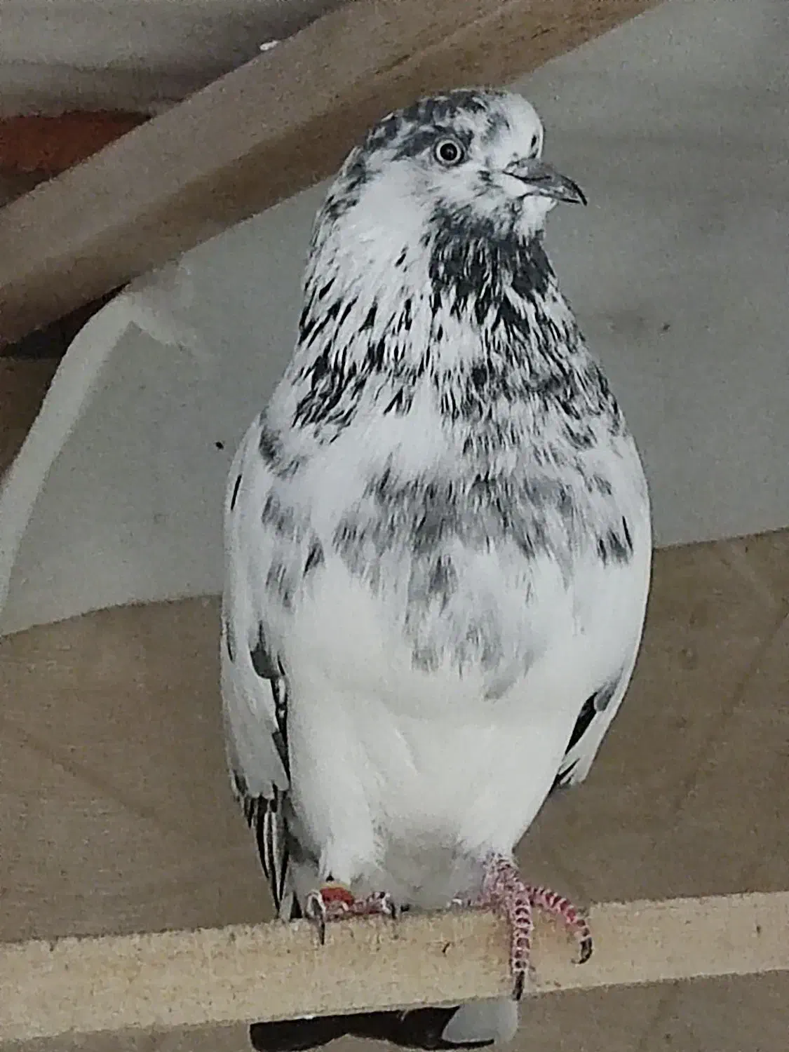 ماده های پروازی خوب|پرنده|رشت, معلولین|دیوار