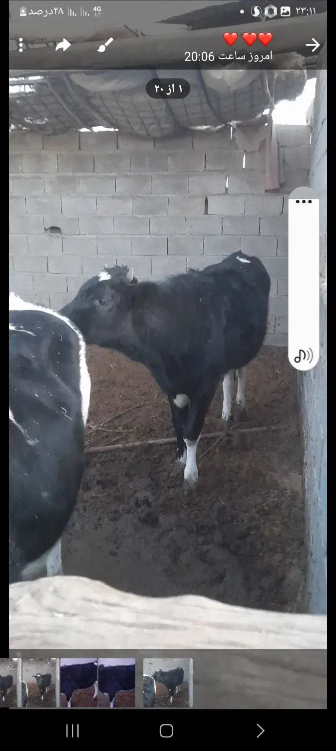 تلیسه داشتی|حیوانات مزرعه|ماهان, |دیوار