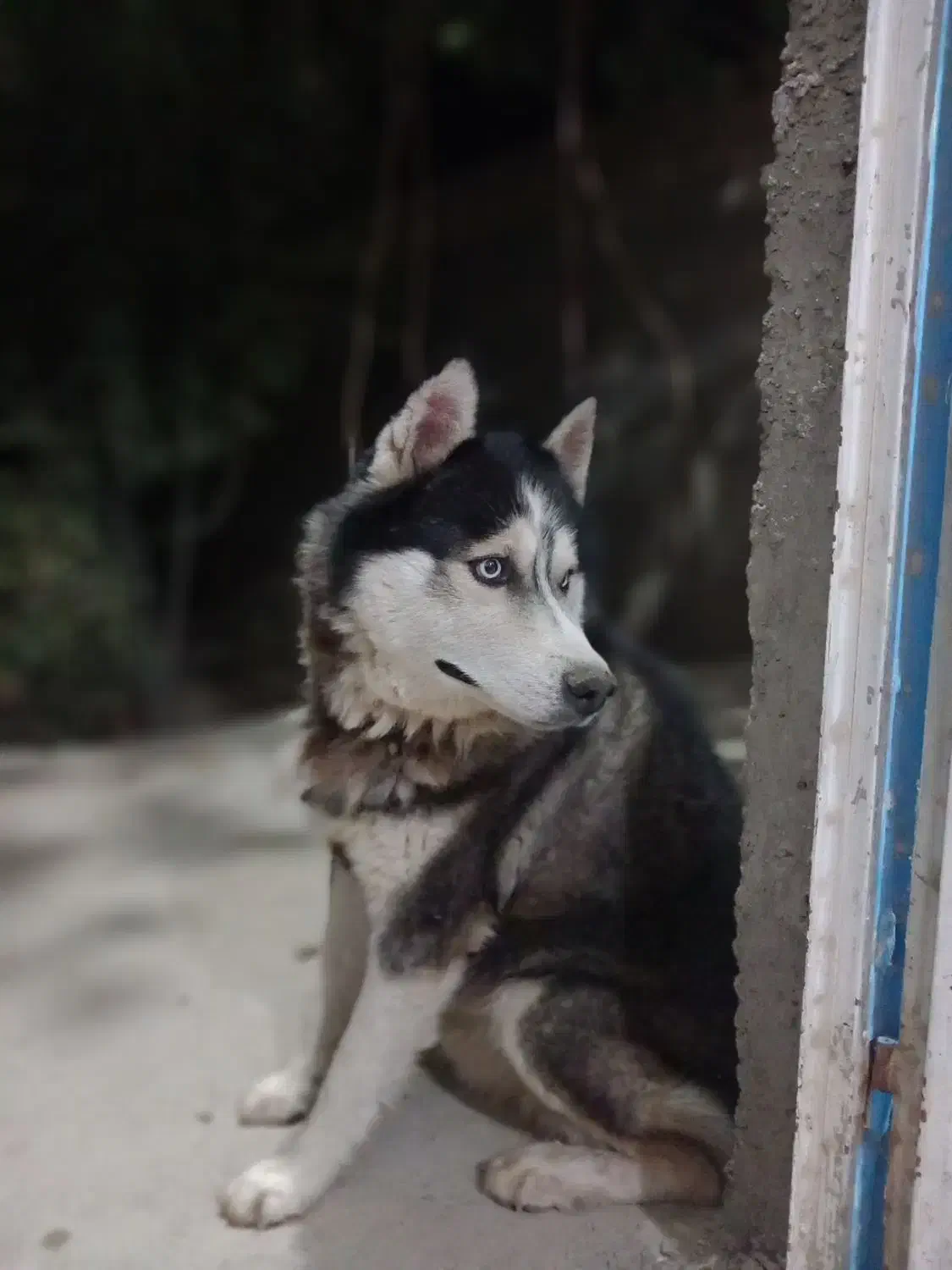 سگ هاسگی چشم آبی و باهوش|سگ|شیروان (خراسان), |دیوار