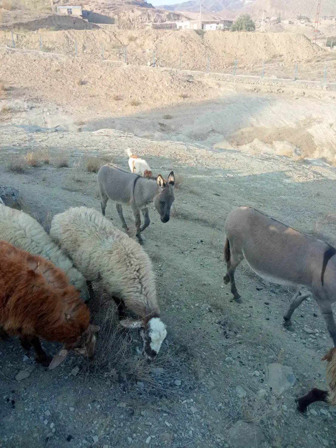 کره خر نر|حیوانات مزرعه|بجنورد, |دیوار