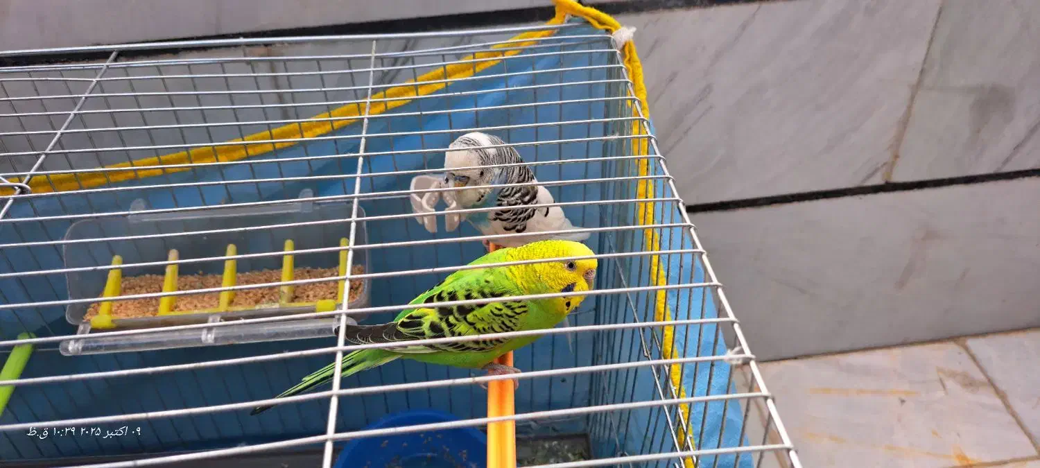 مرغ عشق در شهر دستنا|پرنده|کیار, |دیوار