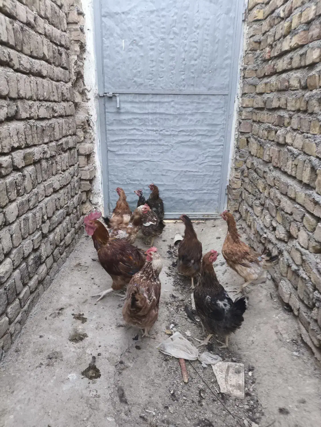 مرغ و خروس|حیوانات مزرعه|محمدیه-قزوین, |دیوار