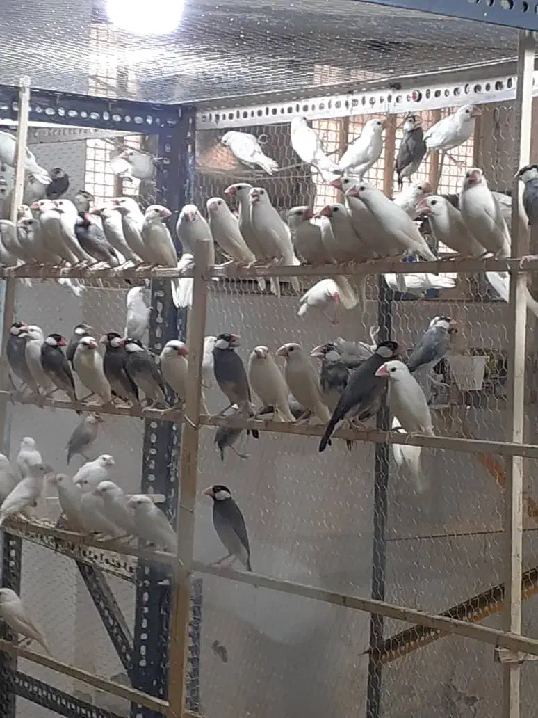 فنچ نرگسی|پرنده|گرمسار, |دیوار