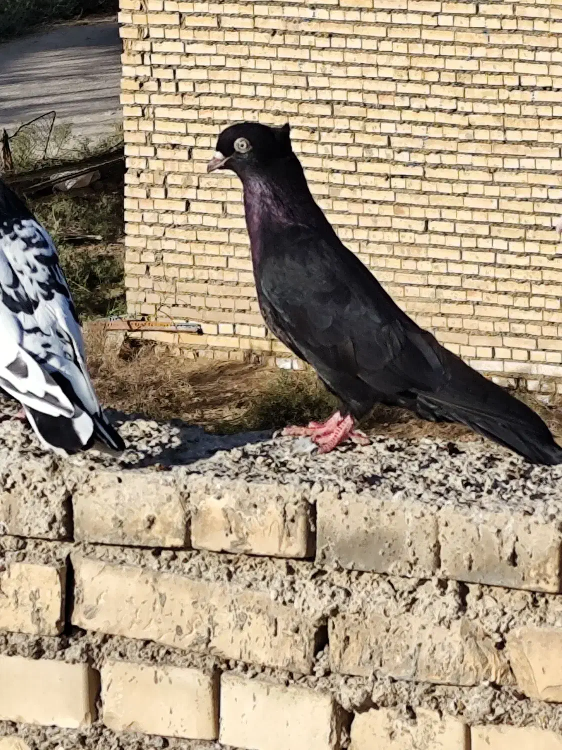 زاغ ابادانی نر مست|پرنده|خرمشهر, |دیوار