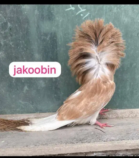 کبوتر زینتی|پرنده|تهران, پارک شهر|دیوار