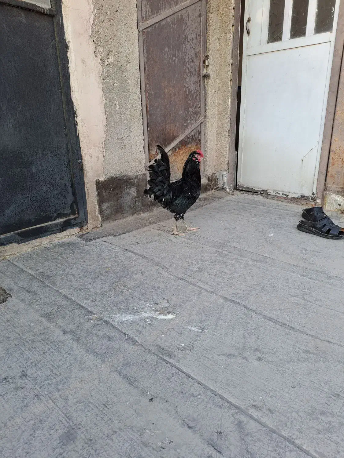 خروس جوان گلین|حیوانات مزرعه|شهریار, کهنز|دیوار