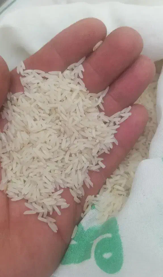 برنج طارم محلی فریدونکنار|خوردنی و آشامیدنی|شهرکرد, |دیوار