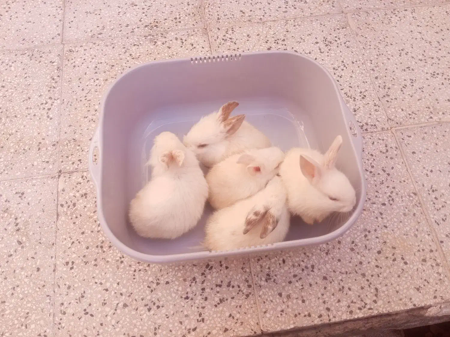 بچه خرگوش لوپ ناز و کوچولو|موش و خرگوش|نیشابور, ده حلاج|دیوار