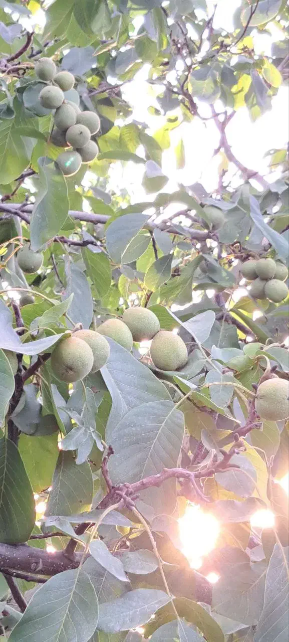 نهالستان پالیز دارای ارقام متنوع نهال دیرگل.|خدمات باغبانی و درختکاری|نطنز, |دیوار