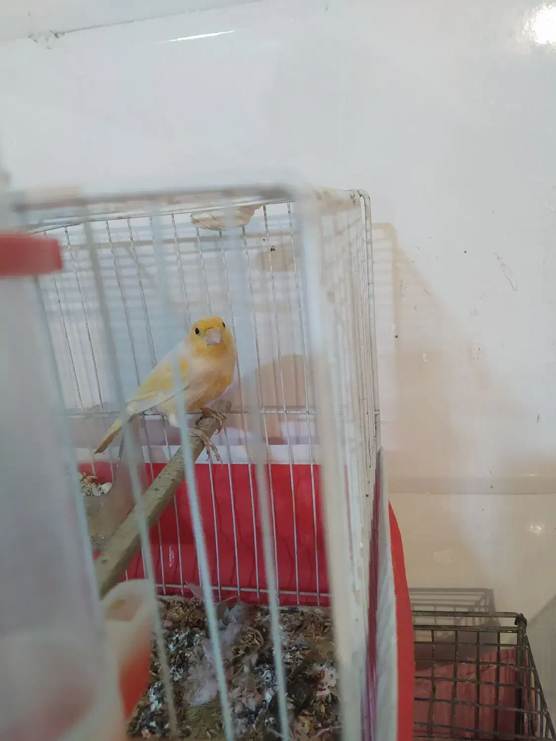 قناری مادە جفت نخورده آمادەی جفت|پرنده|کرمانشاه, |دیوار