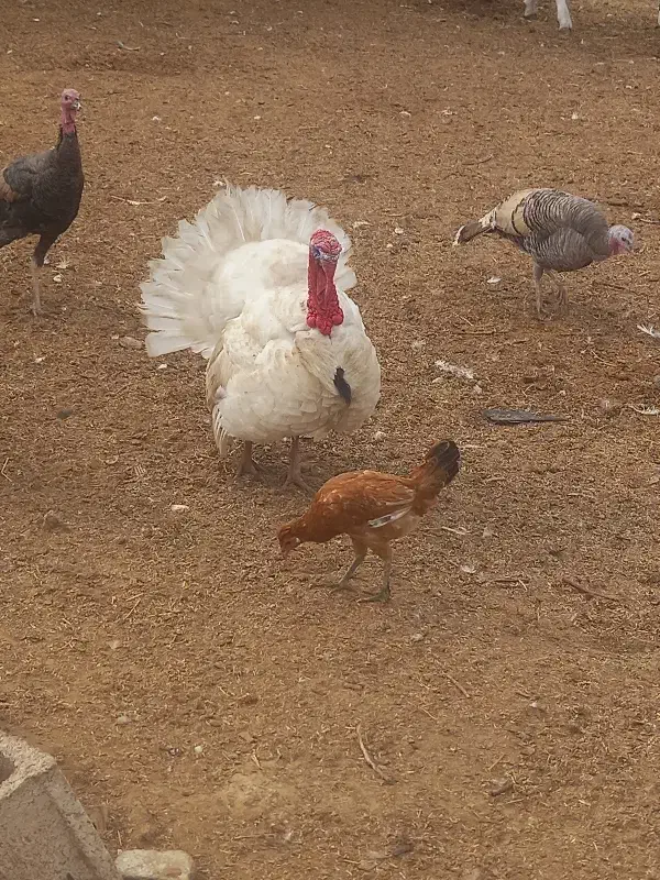 تخم بوقلمون به شرط نطفه|حیوانات مزرعه|دزفول, |دیوار