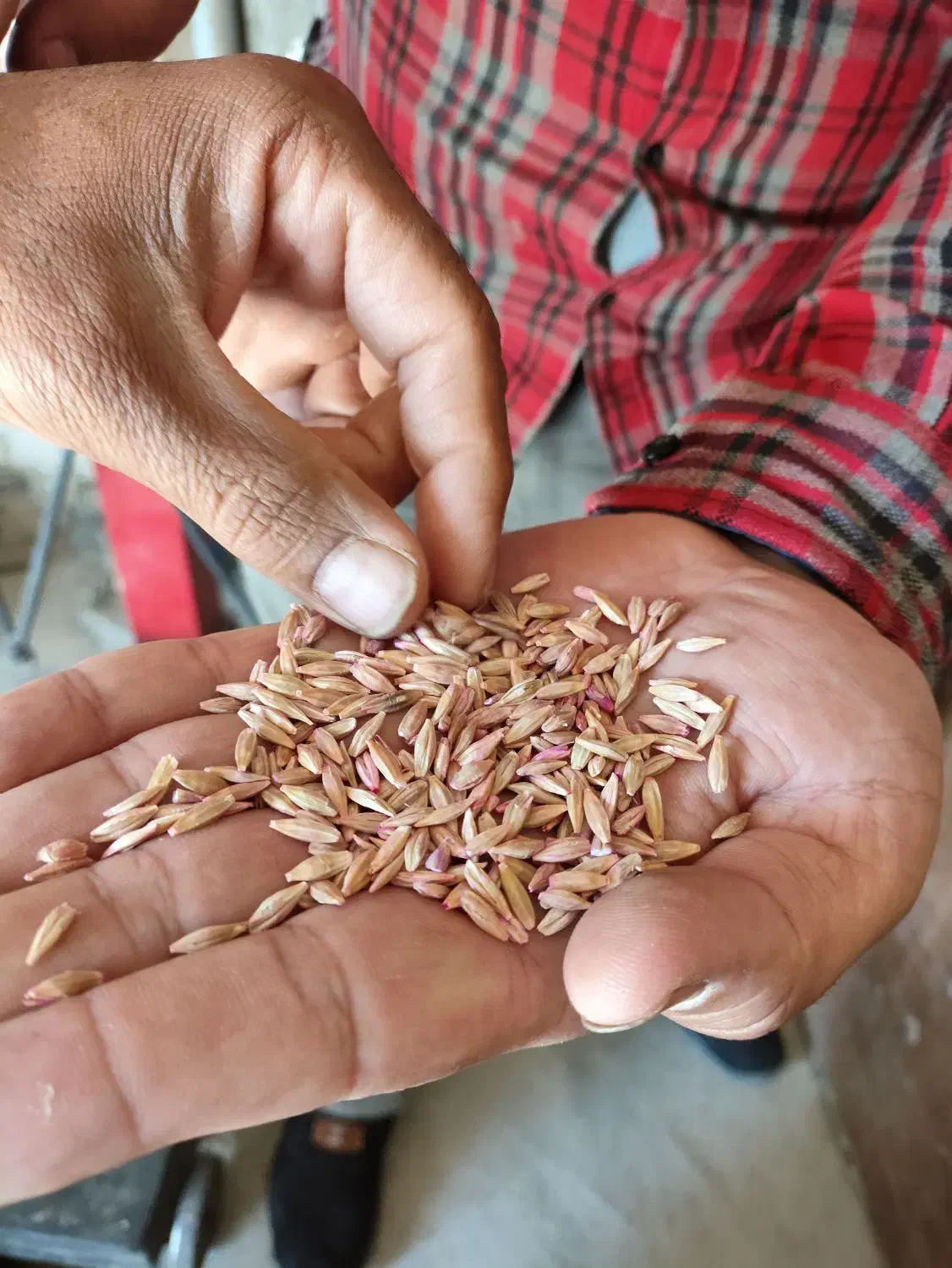 ۱۰ تن جو محلی دیم وگندم سرداری واذر۲ بوجاری شده|عمدهفروشی|کنگاور, |دیوار