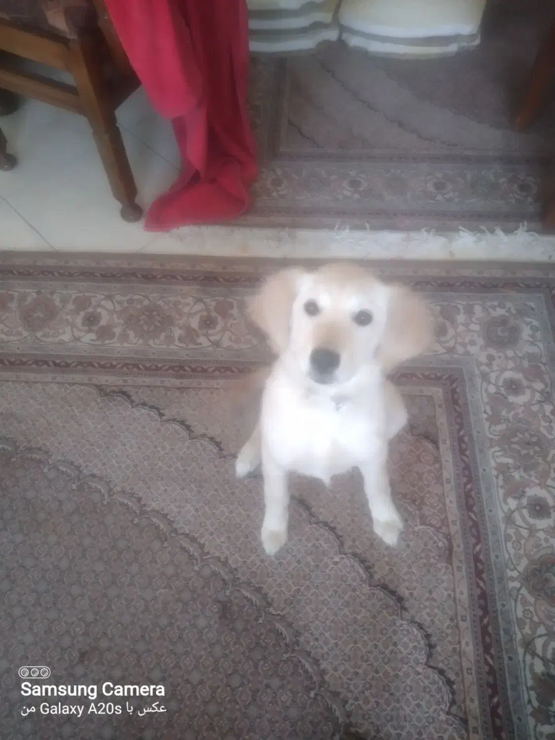 واگذاری سگ|سگ|پردیس, فاز ۸|دیوار