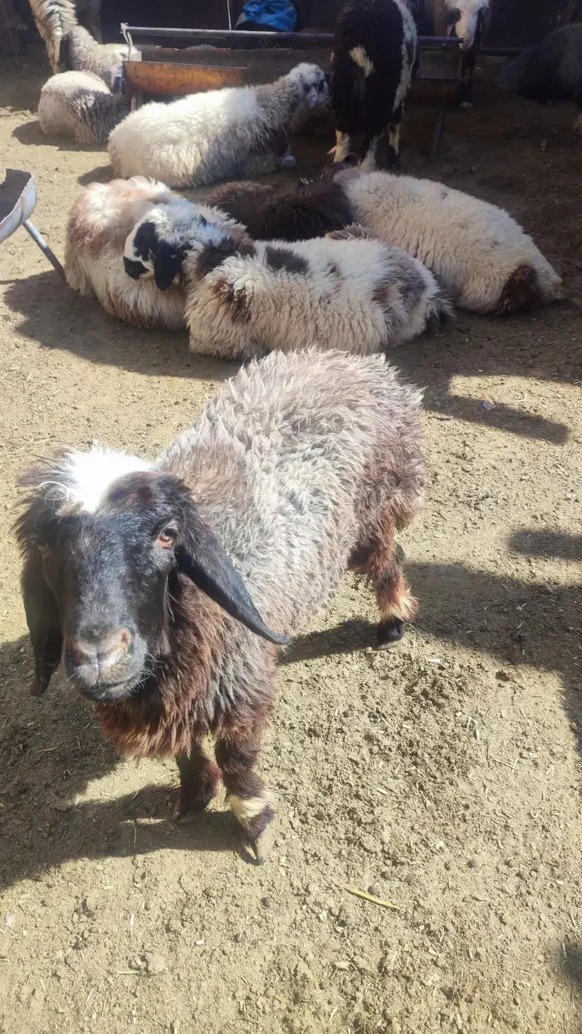 بره نر چاق کوار|حیوانات مزرعه|طسوج, |دیوار