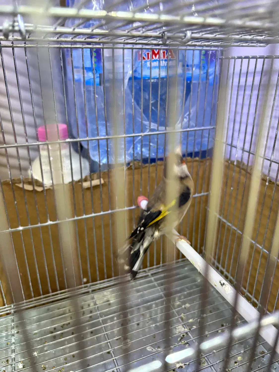 ماده سهره|پرنده|کرمانشاه, |دیوار