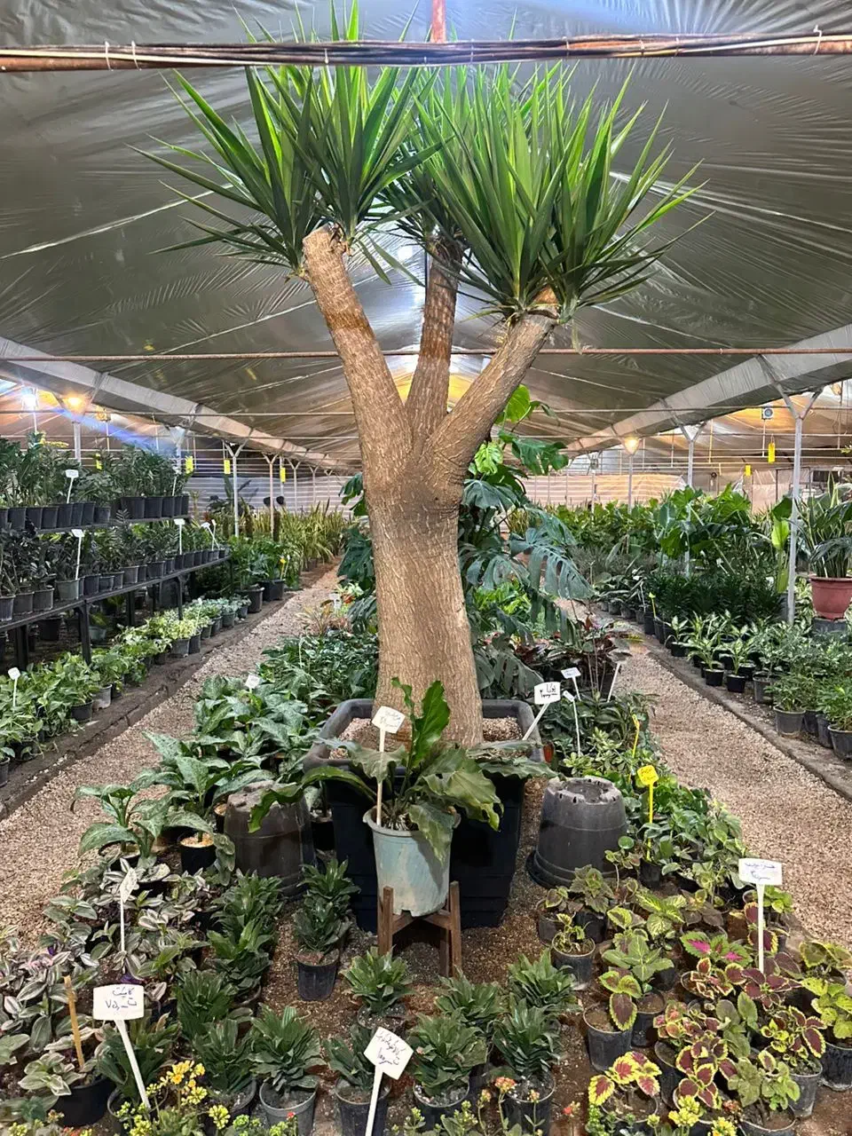 کارگر ساده گل فروشی ۱۵ تا ۲۰ سال با جای خواب|استخدام خدمات فروشگاه و رستوران|اصفهان, ارداجی|دیوار