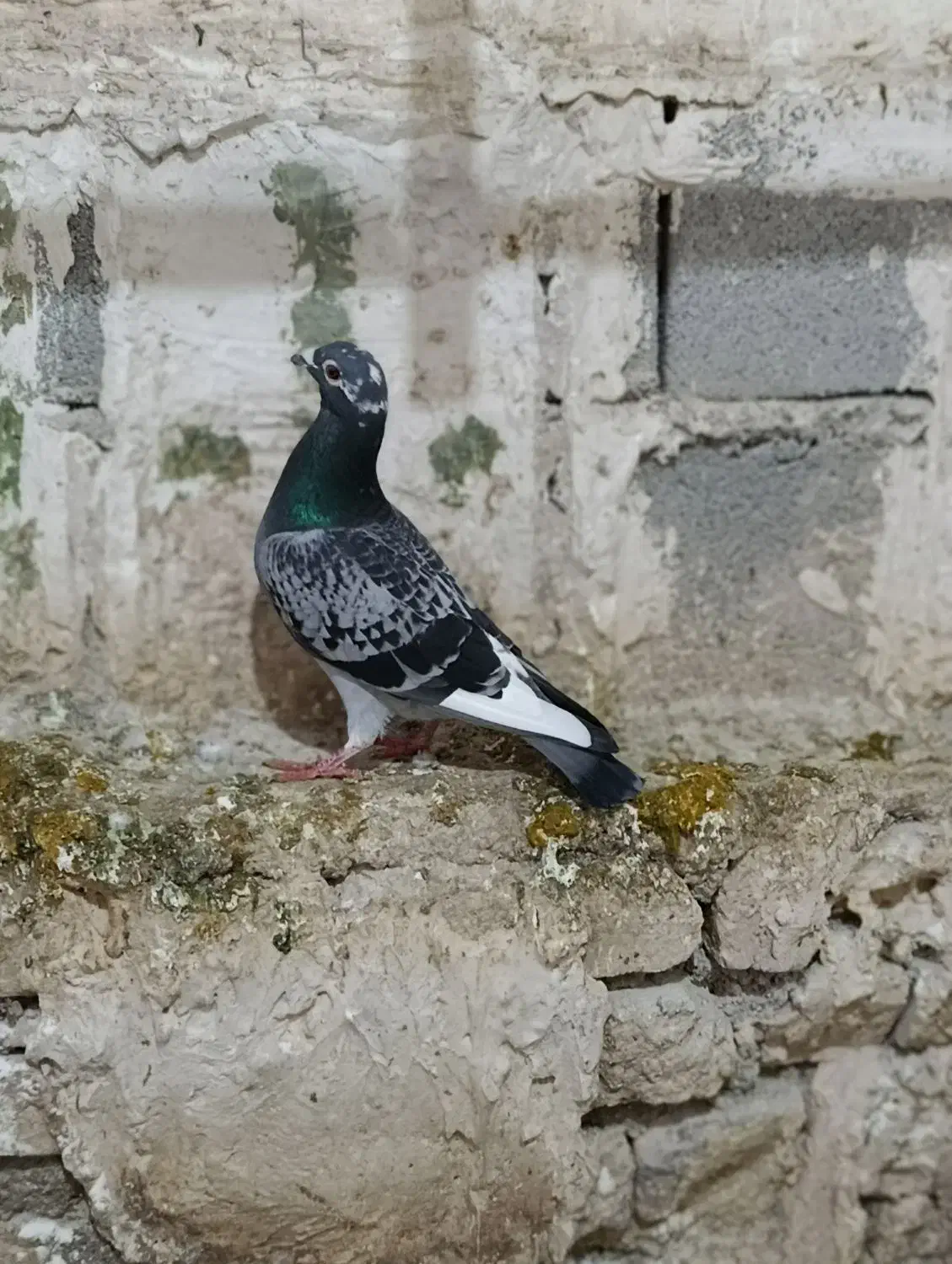 شاپرسفید|حیوانات|شیروان (خراسان), |دیوار