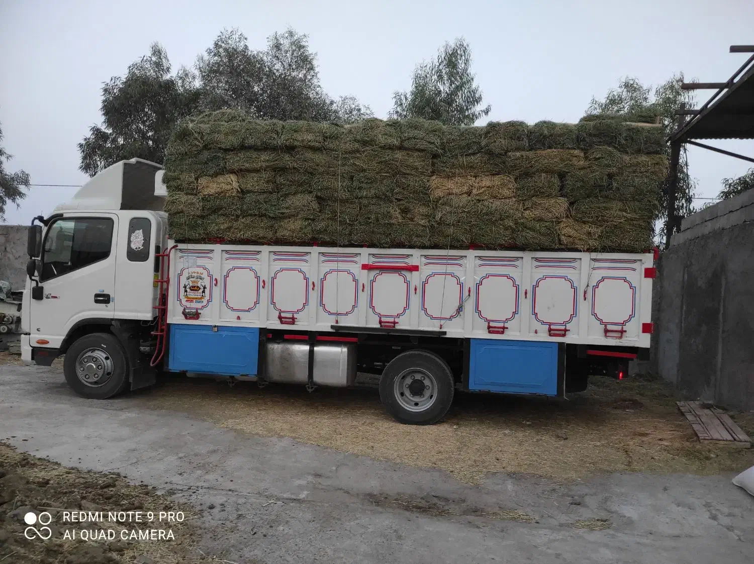 فروش بیده|خدمات باغبانی و درختکاری|فهرج, |دیوار