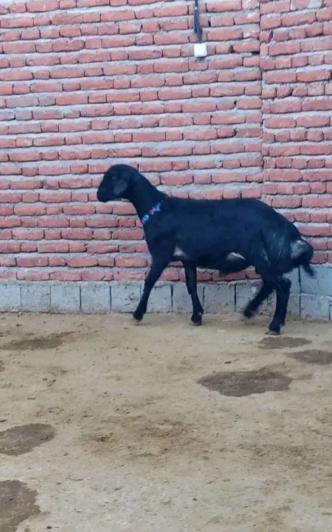 قوچ و میش|حیوانات مزرعه|گرگان, |دیوار