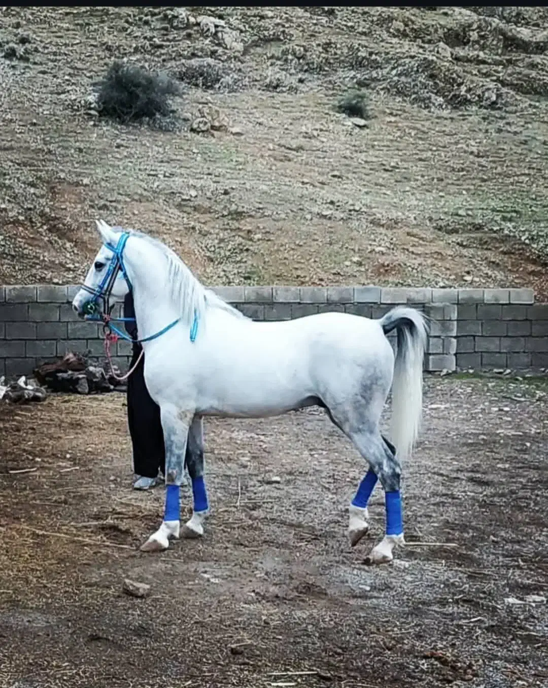 اسب و مادیون درجه یک|اسب و تجهیزات اسبسواری|ایلام, |دیوار