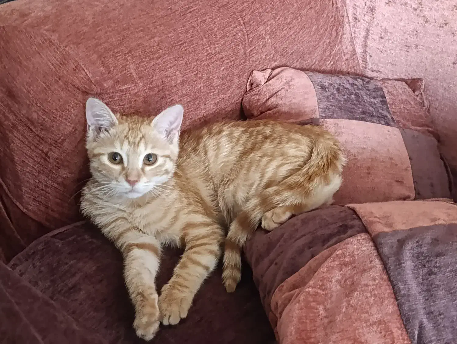 بچه گربه نارنجی 3 ماهه|گربه|شیراز, صنایع الکترونیک|دیوار