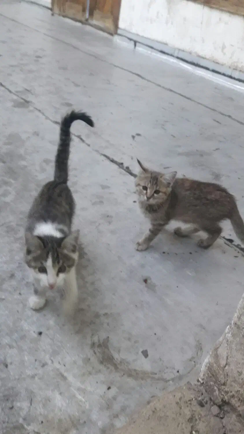 گربه واگزاری رایگان|گربه|فولادشهر, نوگوران|دیوار