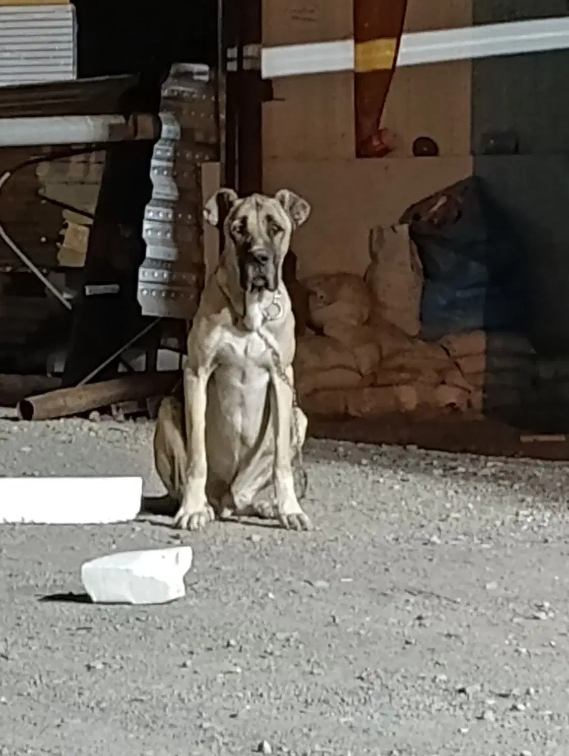 سگ سرابی|سگ|مشهد, شهرک صنعتی مشهد|دیوار