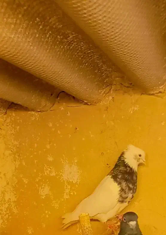 کبوتر طوقی|پرنده|محمدشهر, کوی بهار|دیوار