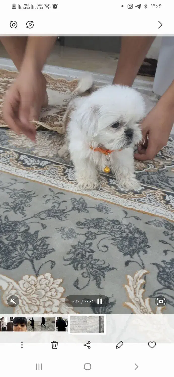 سگ از نژاد شیدزو و پامرین|سگ|قم, شهر قائم|دیوار