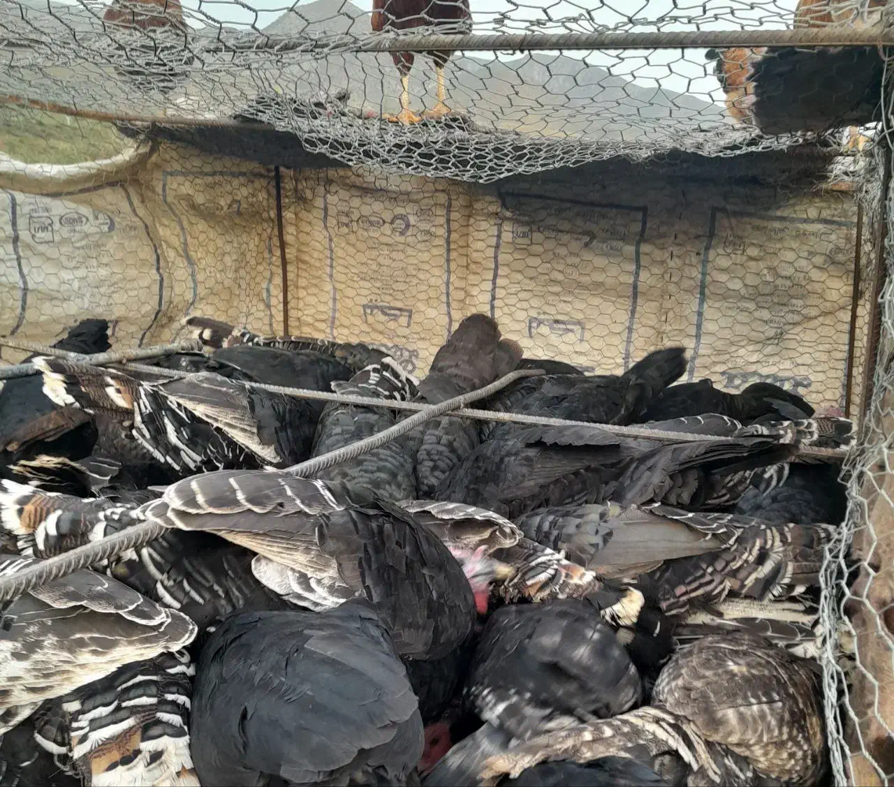 بوقلمون|حیوانات مزرعه|اردبیل, |دیوار