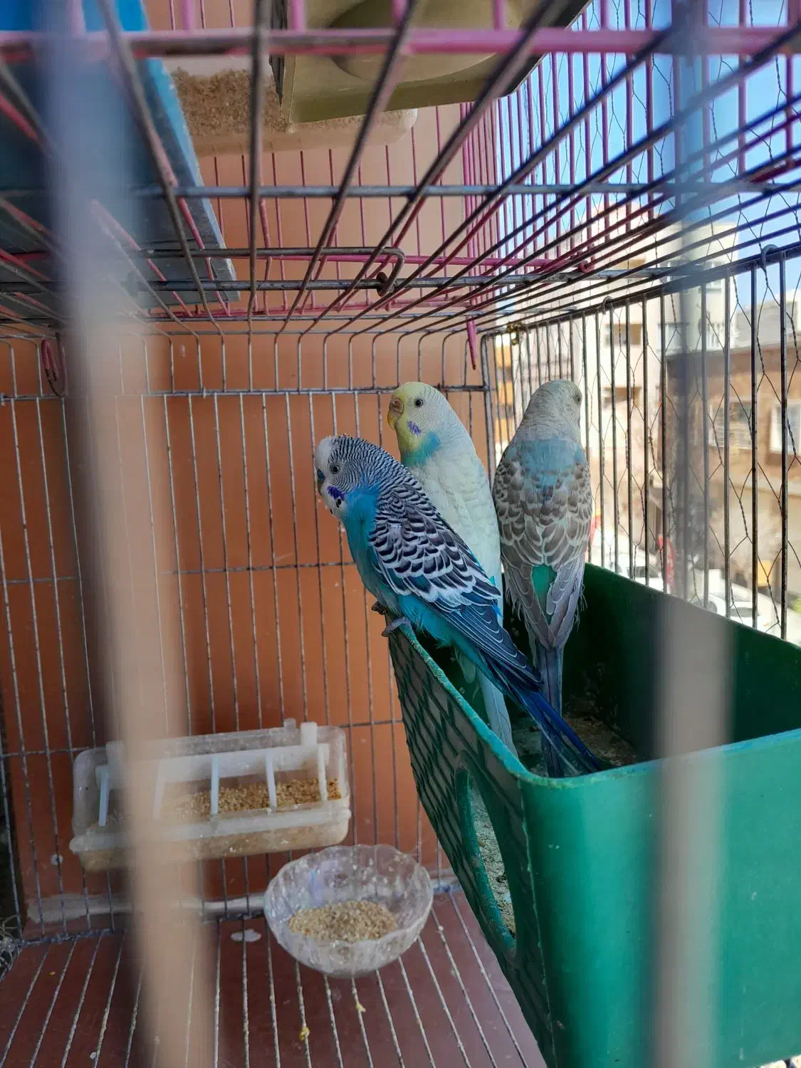 مرغ عشق|پرنده|سیرجان, |دیوار