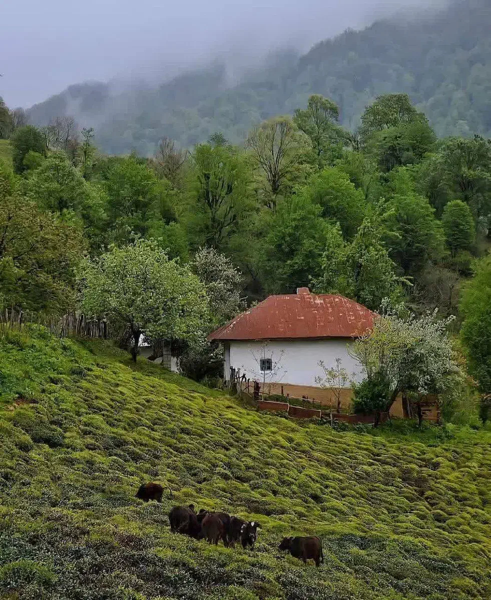 دوورکاری|فعالیت داوطلبانه|پیرانشهر, |دیوار