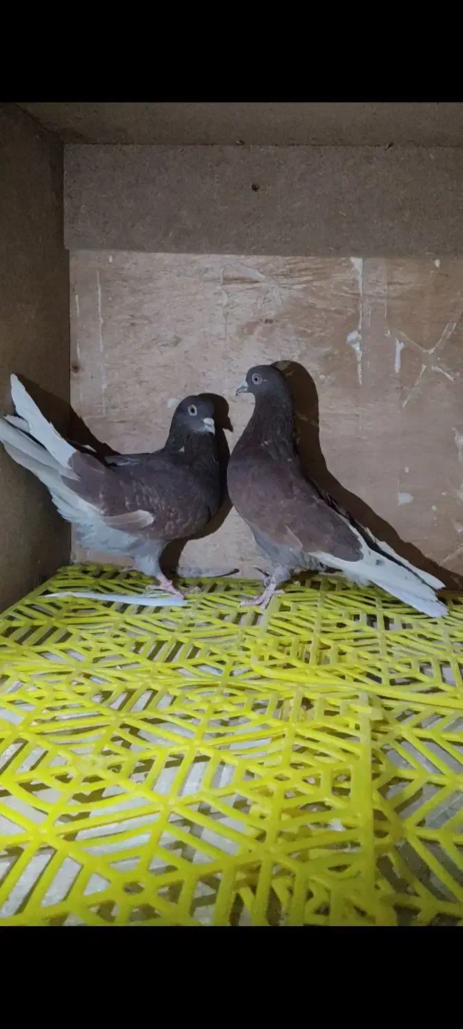 کبوتر. سینه ذغالی. پشت دار. سرخ پرش بالا|پرنده|اصفهان, رهنان|دیوار