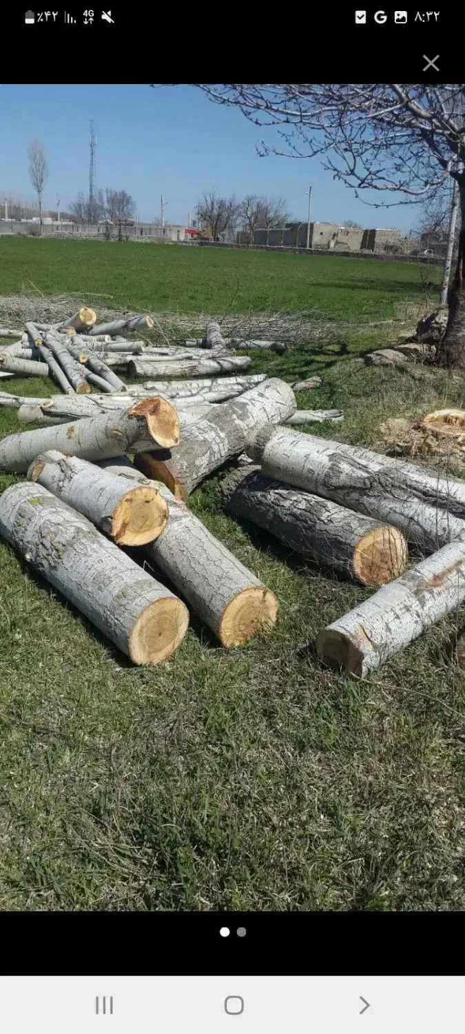 خرید چوب هیزمی باغی|خدمات باغبانی و درختکاری|تالش, هشتپر|دیوار