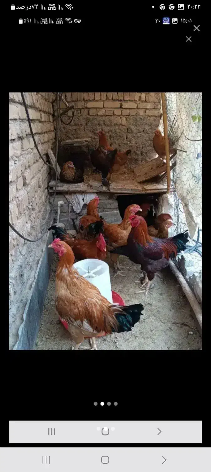 فروش خروس جوان سالم وسنگین وزن|حیوانات مزرعه|هشتگرد, هشتگرد قدیم|دیوار