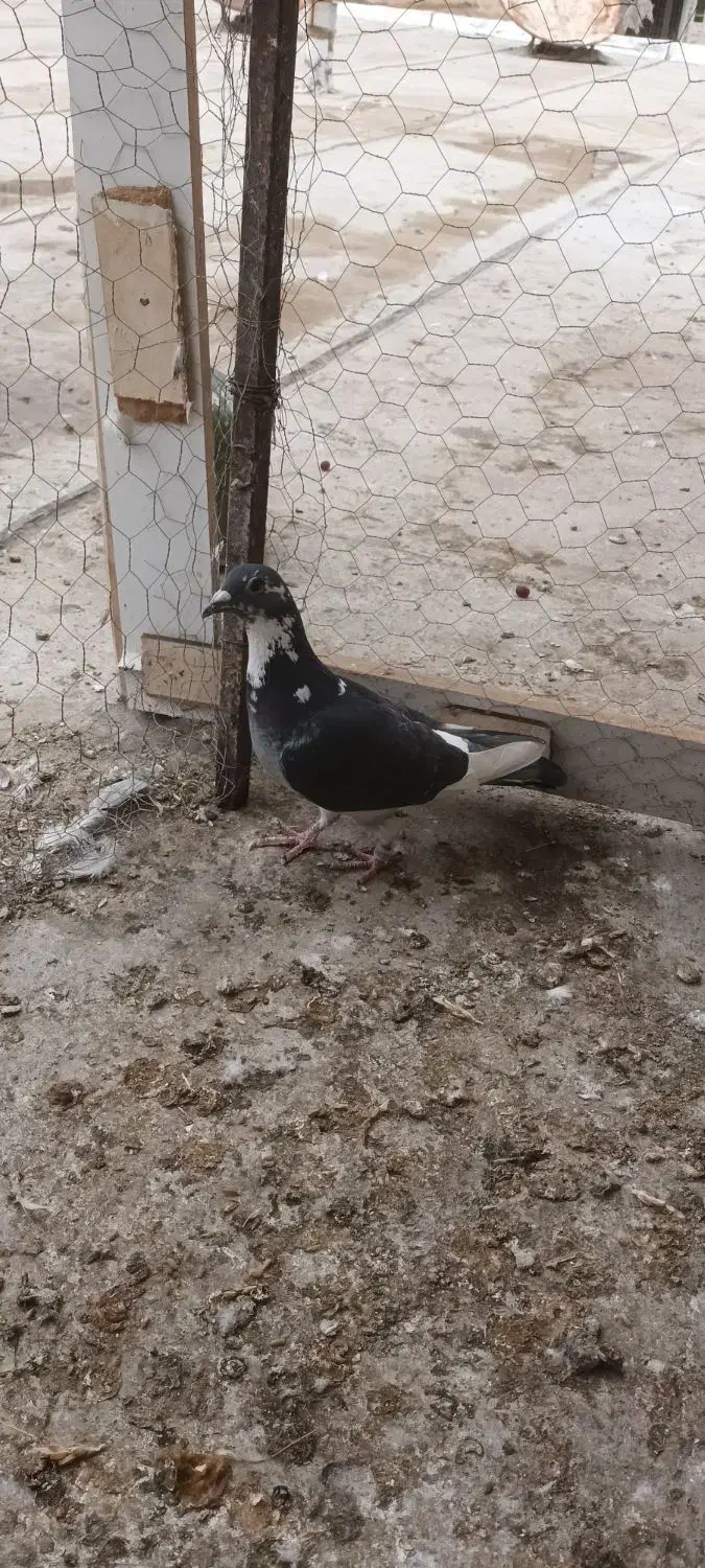 رنگی|پرنده|شوشتر, |دیوار