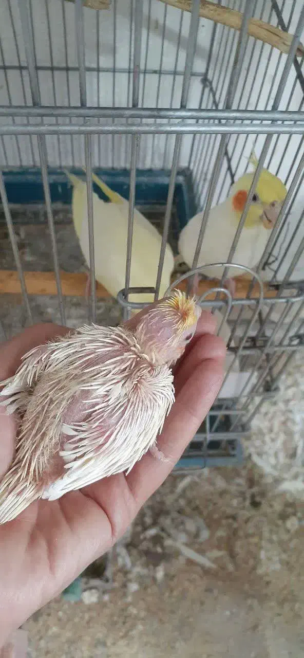 جوجه عروس سرلاکی|پرنده|کرمان, |دیوار