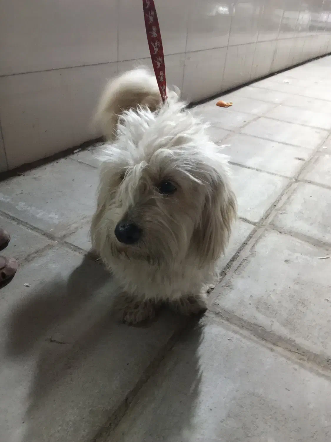 واگذاری|سگ|یزد, |دیوار