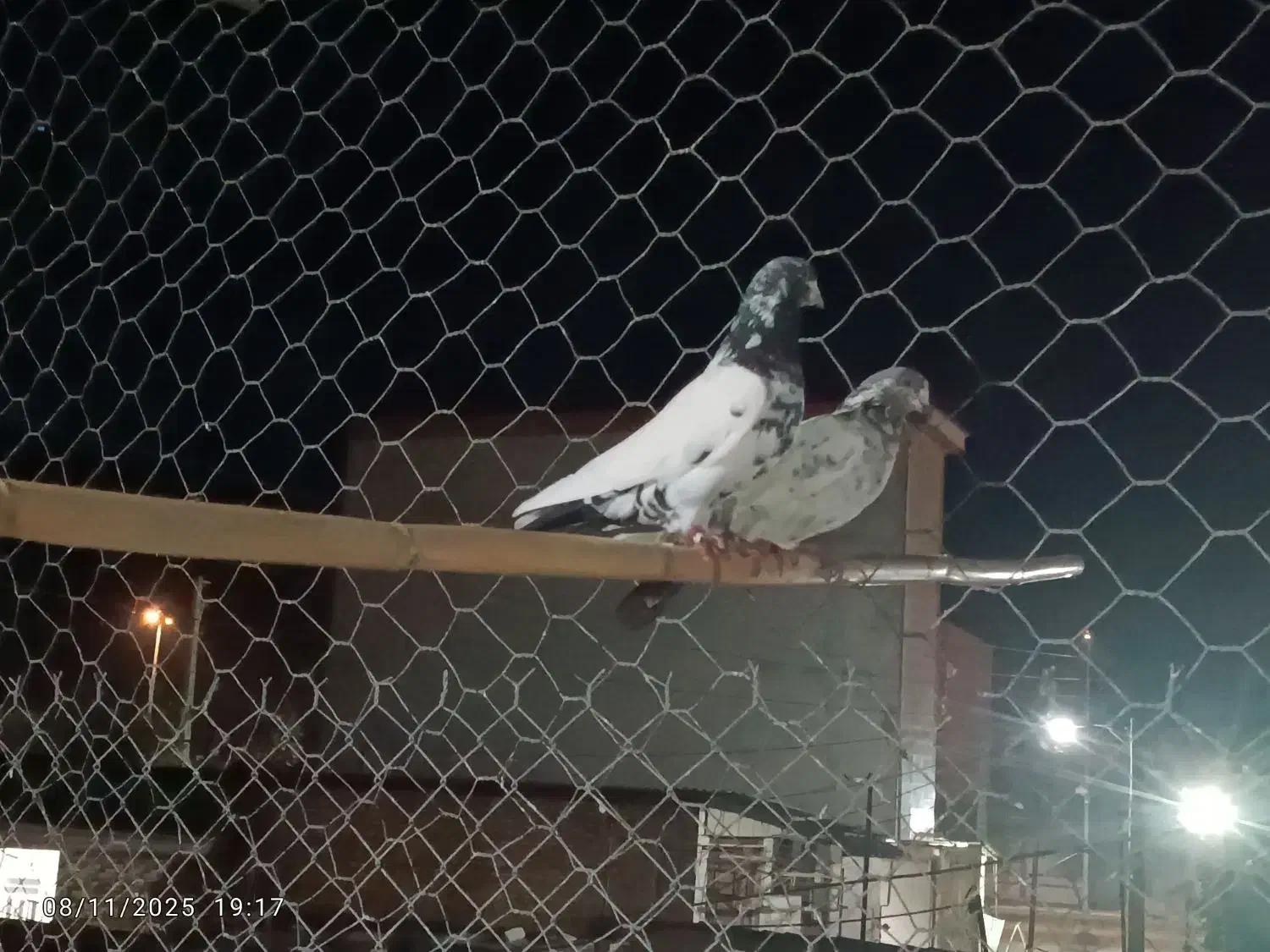 کفتر|پرنده|خان ببین, |دیوار