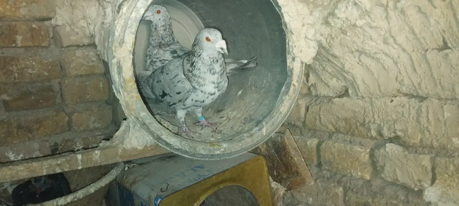 کبوترسروررودبر|پرنده|بستان آباد, |دیوار