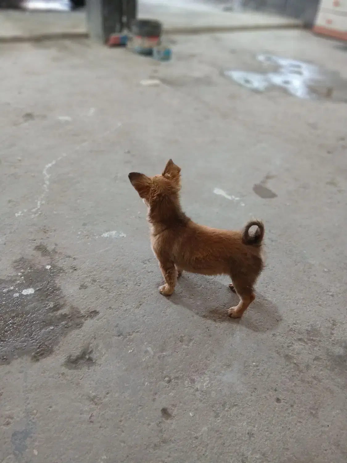 پاکوتاه ماده شیوا وا|سگ|تهران, فلسطین (میدان انقلاب)|دیوار