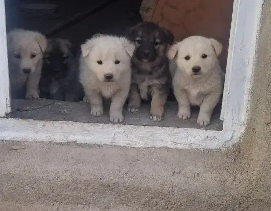 پاکوتاه های نژاد اروپایی سه ماهه گلدن|سگ|مراغه, |دیوار