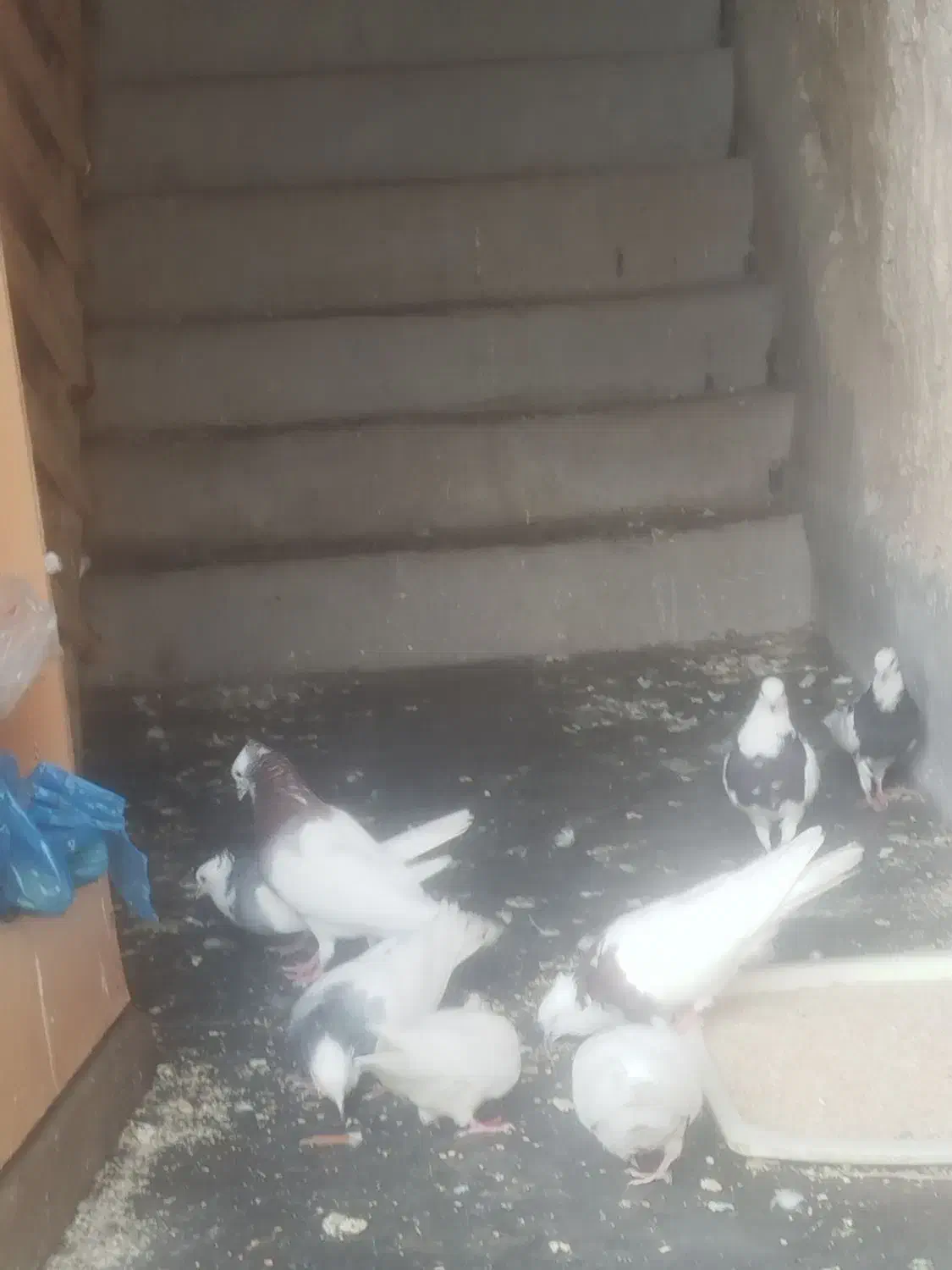 فروش پرنده خانگی کبوتر طوقی 8 عدد|پرنده|مسجد سلیمان, |دیوار