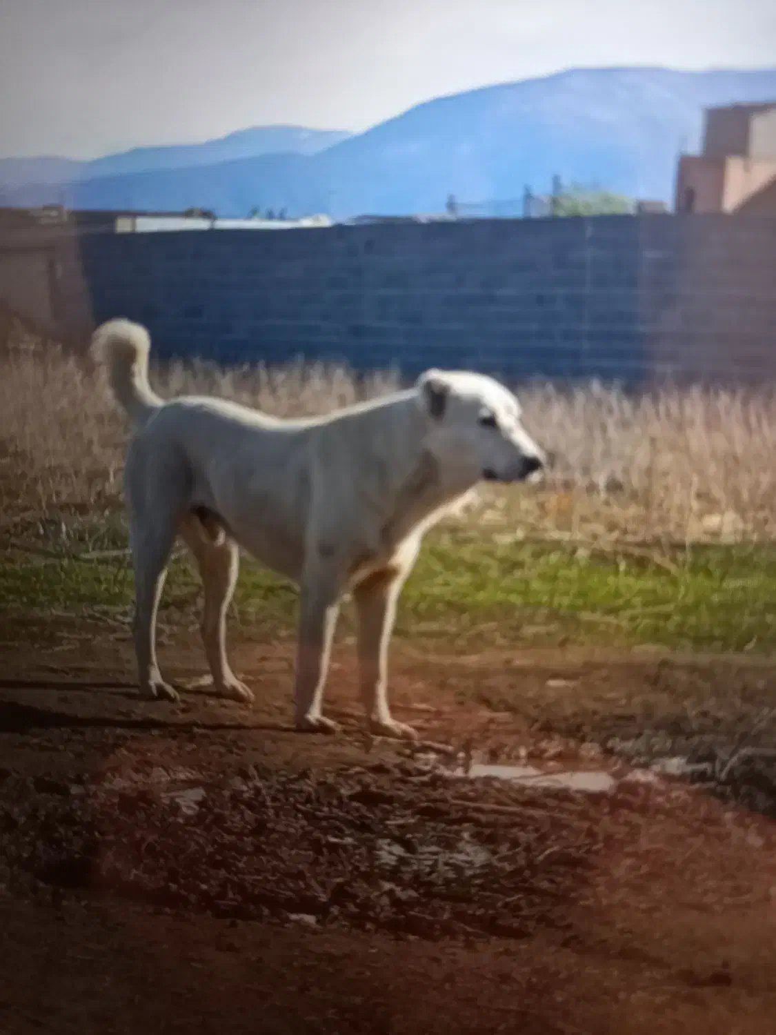 سگ نر|سگ|تاتار علیا, |دیوار