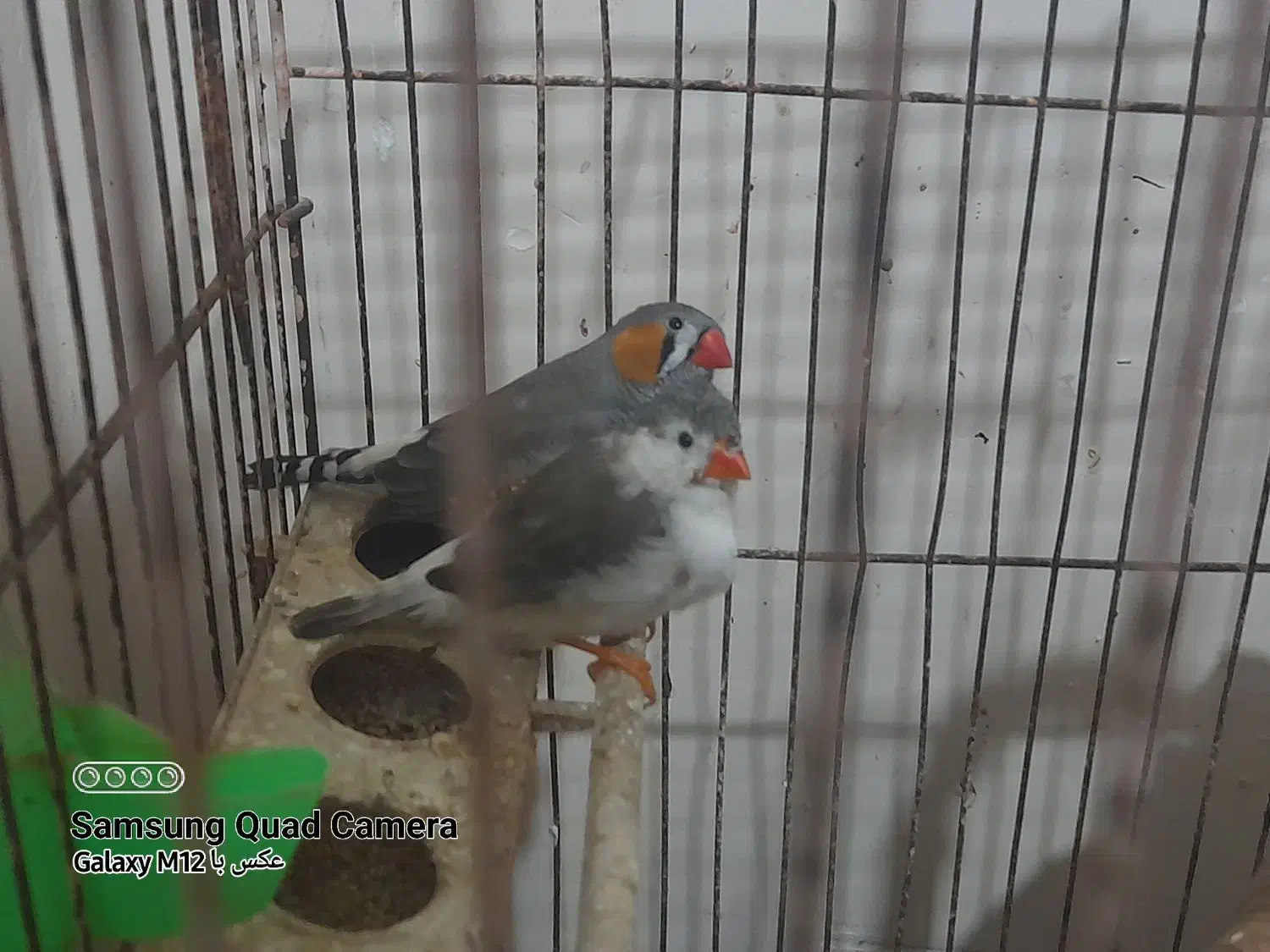 پرنده فنچ|پرنده|بندرعباس, |دیوار