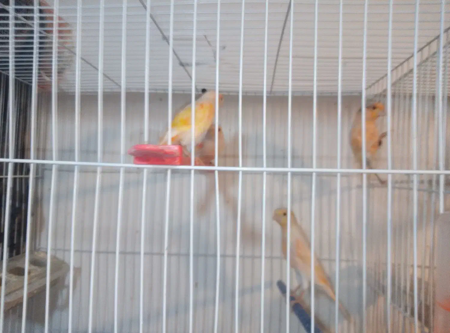 قناری نر وماده فروش فوری|پرنده|مشهد, نیزه|دیوار