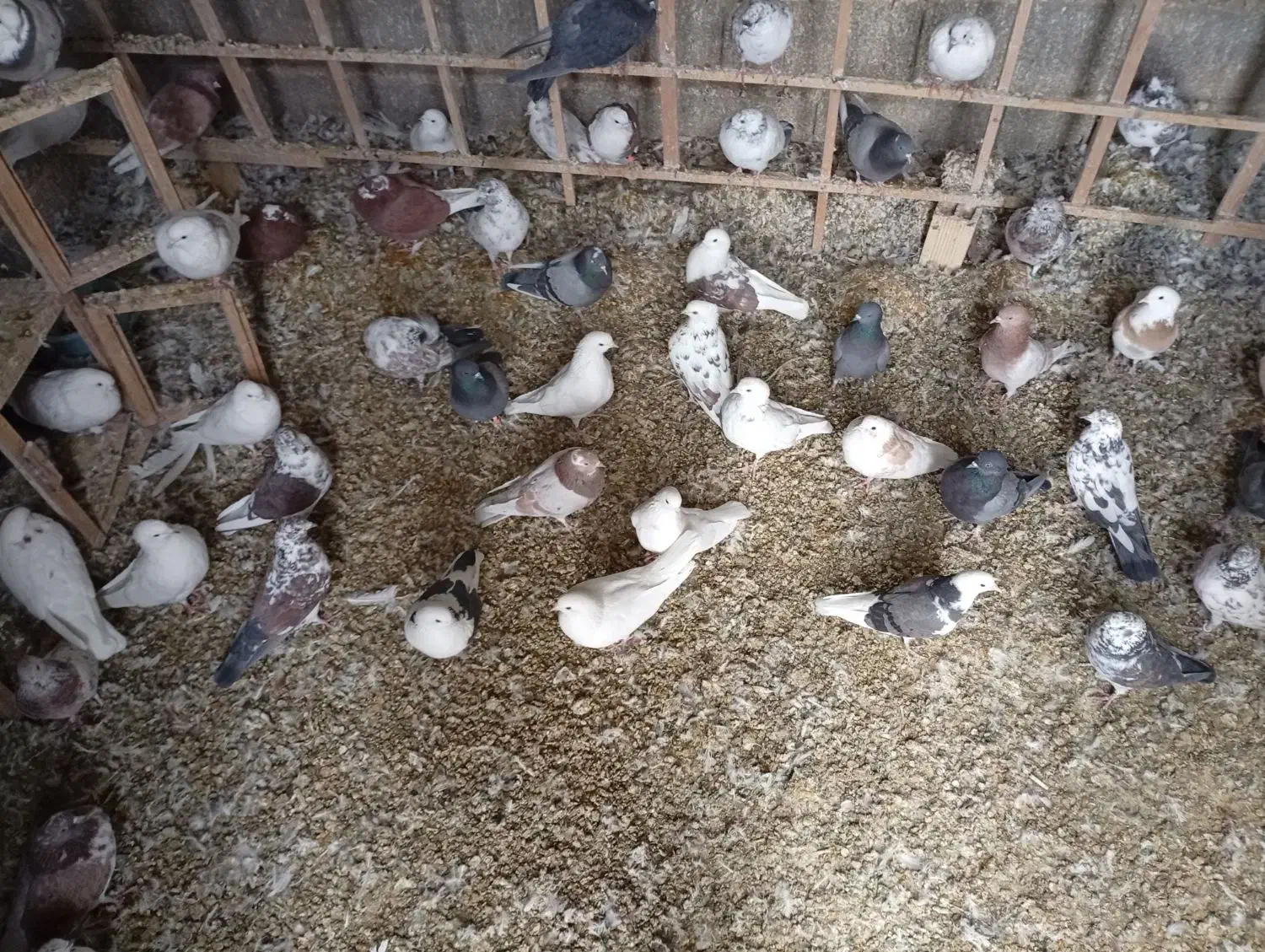 کبوتر|پرنده|گلستان (کرمان), |دیوار