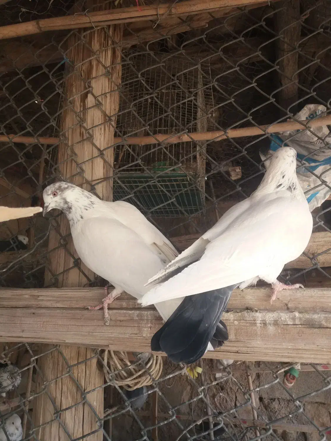 کبوتر|پرنده|شباب, |دیوار