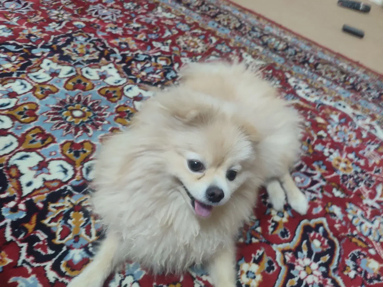 سگ پامیرین عروسکی|سگ|بندرعباس, |دیوار